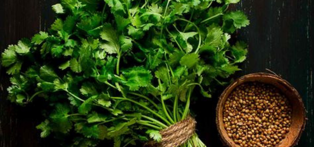 cilantro and coriander together on a black wooden surface