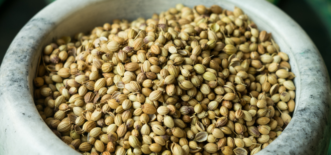 coriander closeup 
